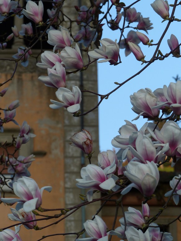 magnolias Villa Fiori
