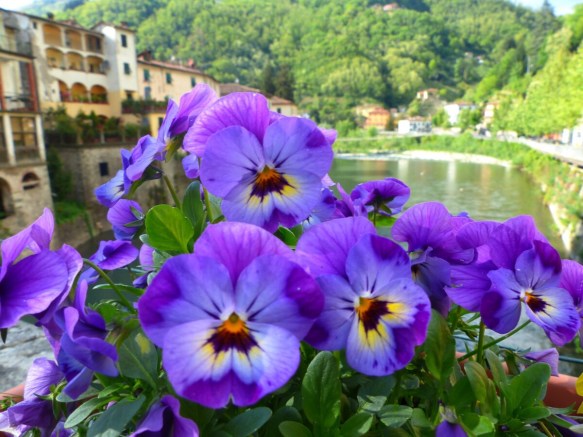 Ponte pansies
