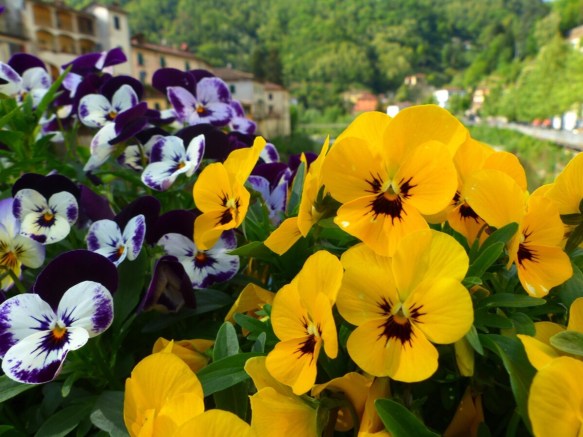 Ponte pansies