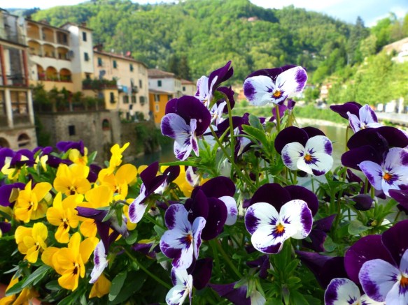 Ponte pansies