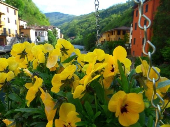 Ponte pansies