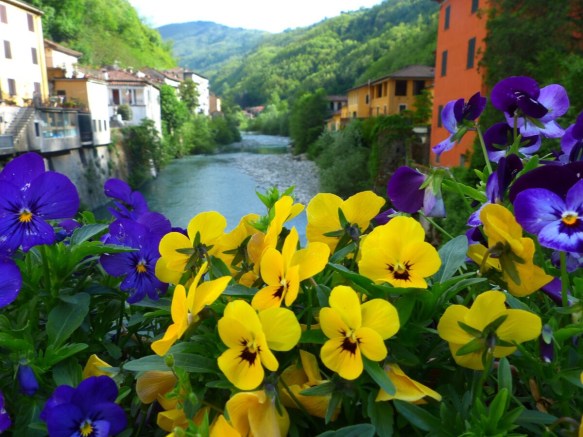Ponte pansies
