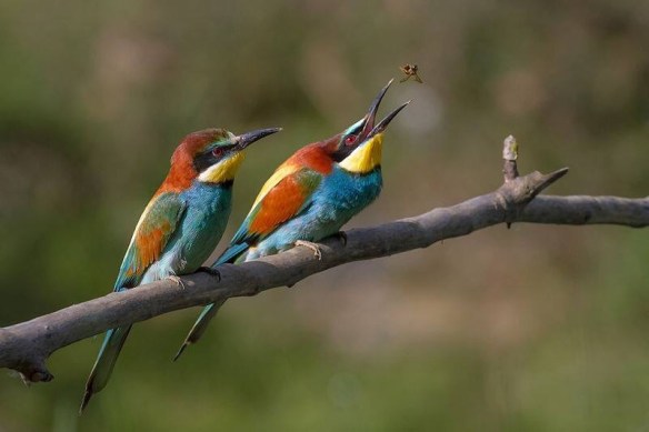 Bee eaters 