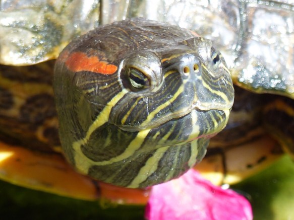 Sala tortoise