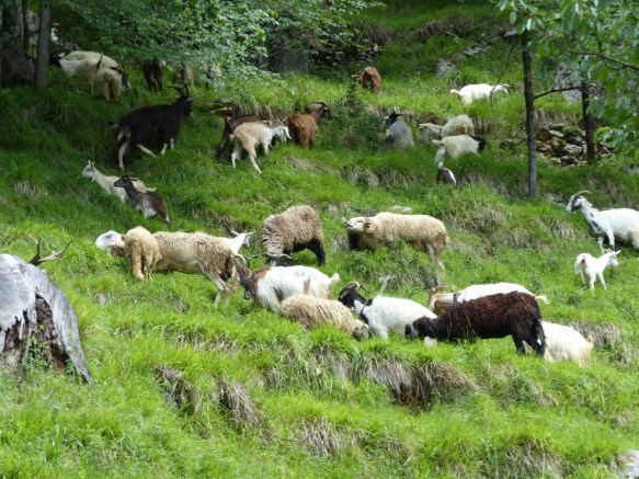 San Cassiano goats