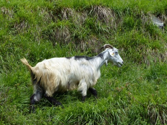 San Cassiano goats