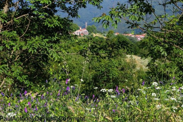 San Cassiano wildflowers
