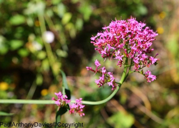 San Cassiano wildflowers