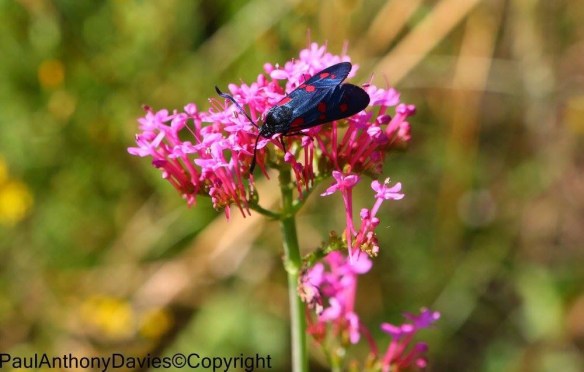 San Cassiano wildflowers