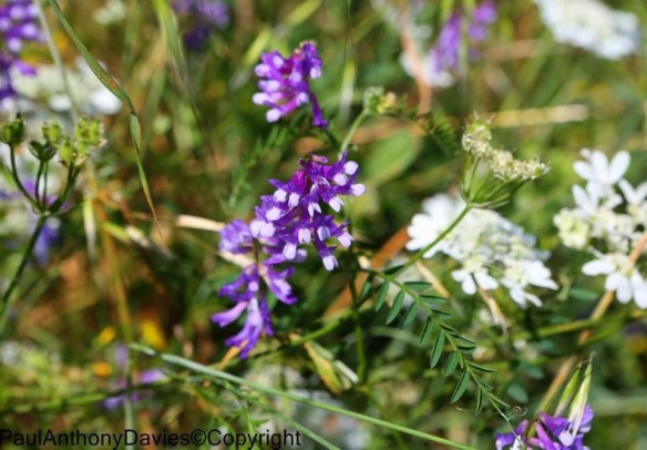 San Cassiano wildflowers 