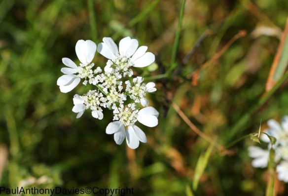 San Cassiano wildflowers