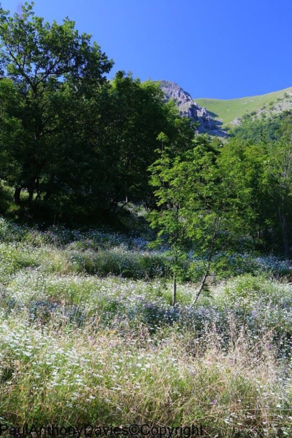 San Cassiano wildflowers
