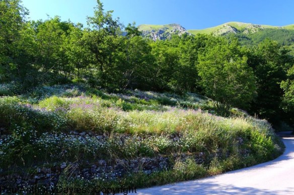 San Cassiano wildflowers