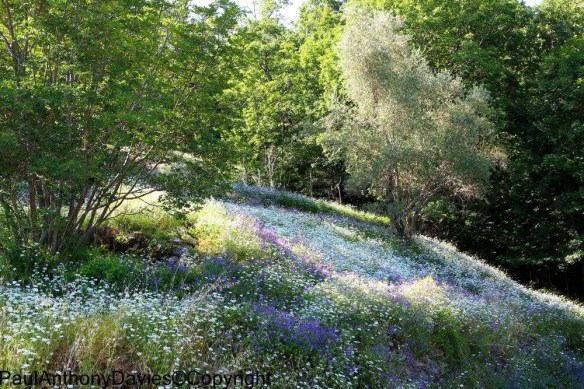 San Cassiano wildflowers