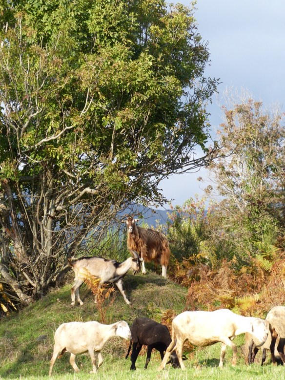 Autumn Bagni di Lucca 
