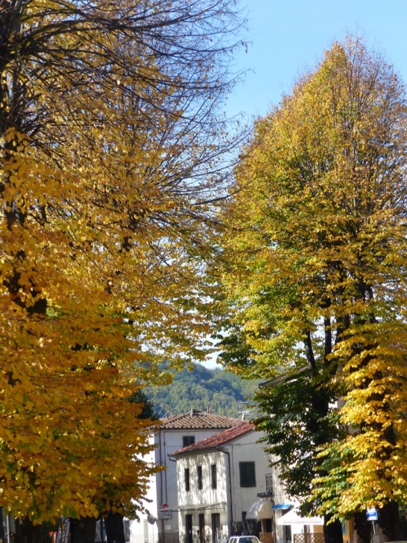 Tiglio trees 
