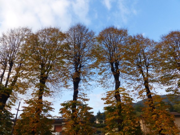 Tiglio trees