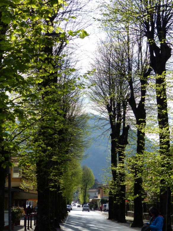 Tiglio trees