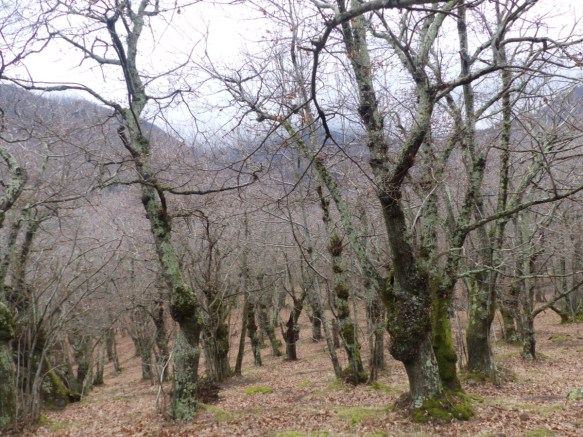 Chestnut forest