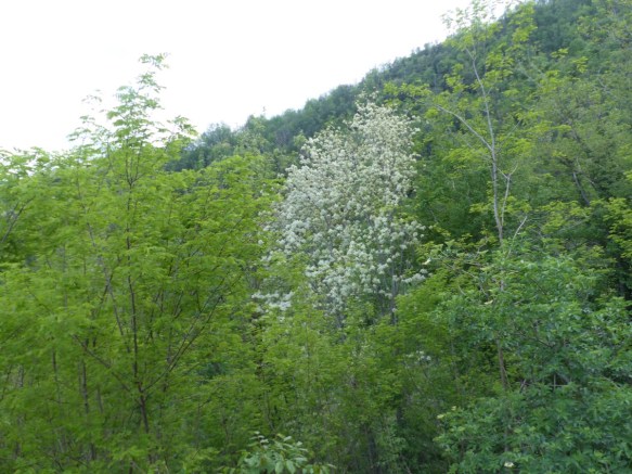 Frassino trees