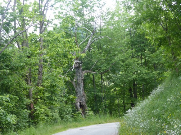 Chestnut forest Montefegatesi 