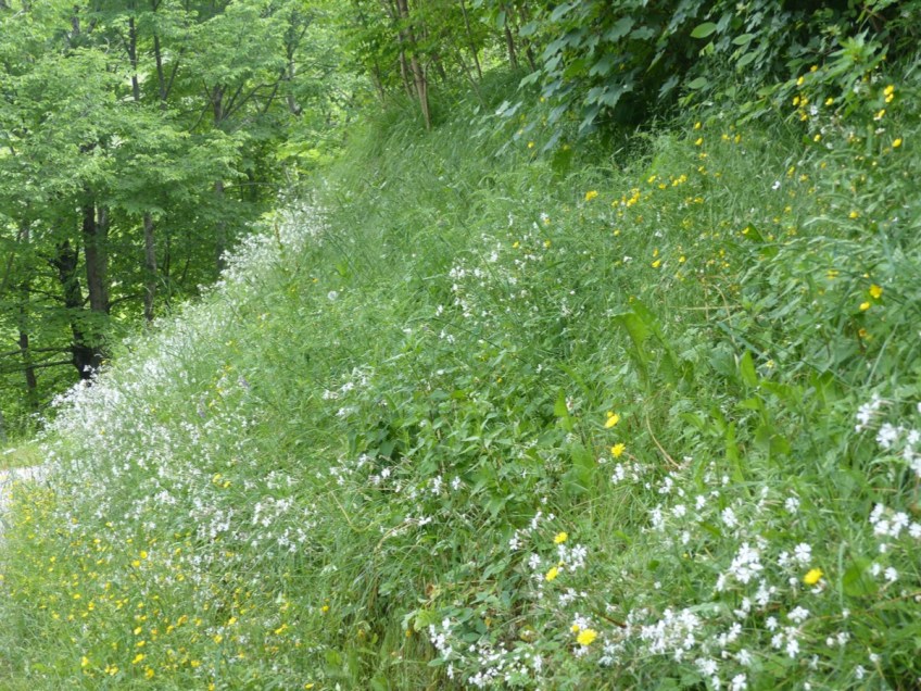 Chestnut forest Montefegatesi