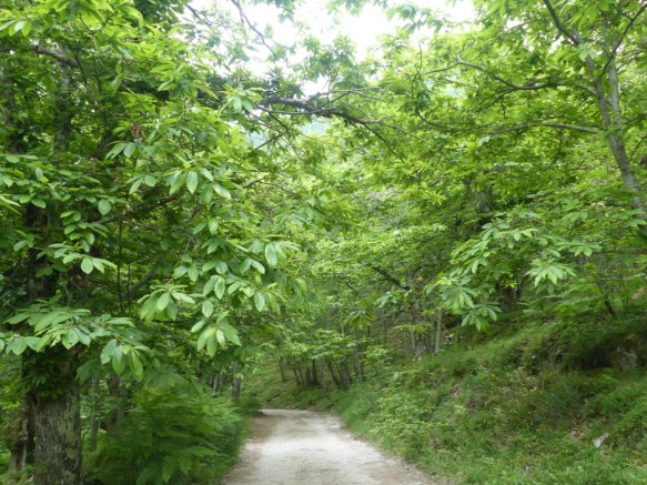 Montefegatesi chestnut forest 