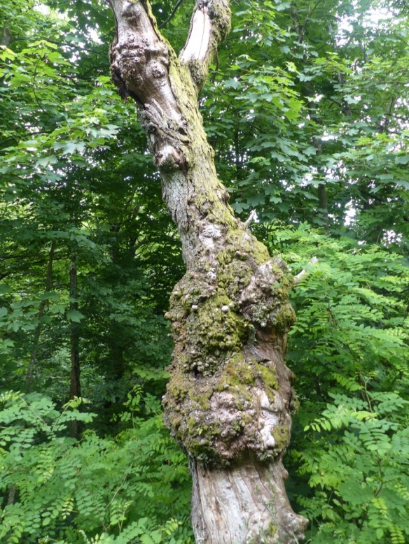 Montefegatesi chestnut forest 