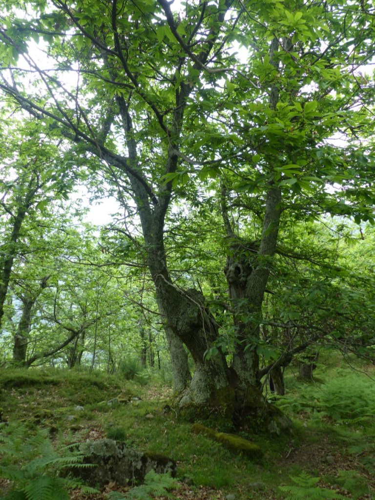 Montefegatesi chestnut forest