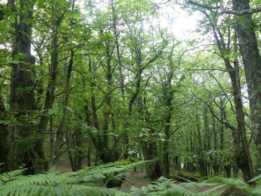 Montefegatesi chestnut forest