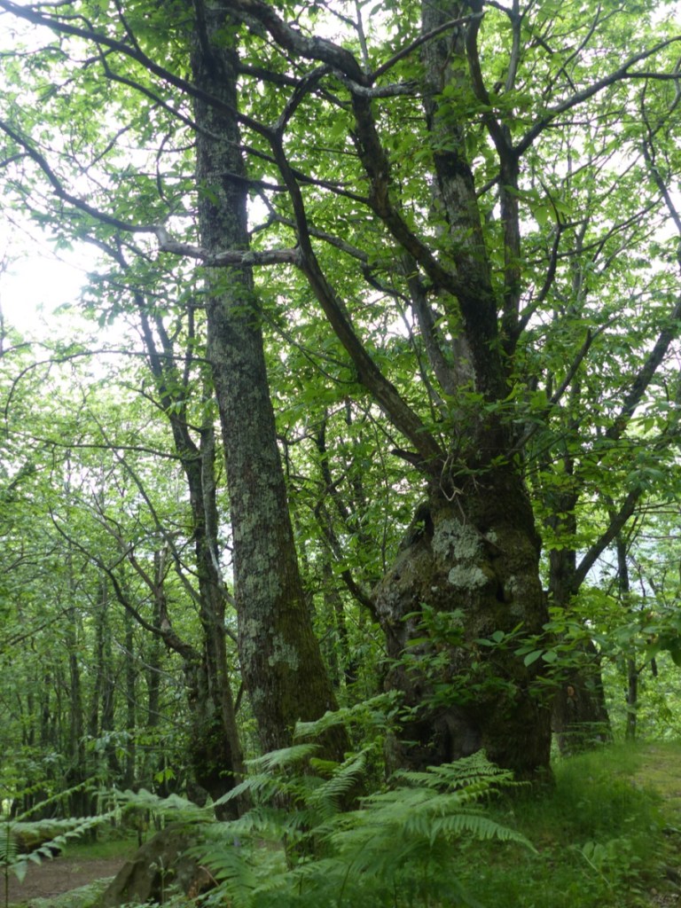 Montefegatesi chestnut forest