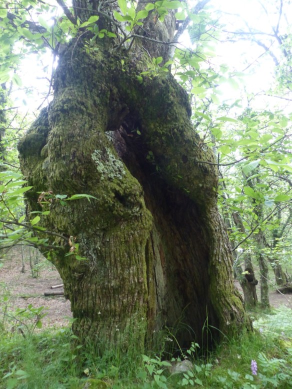 Montefegatesi chestnut forest