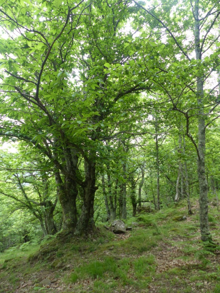 Montefegatesi chestnut forest