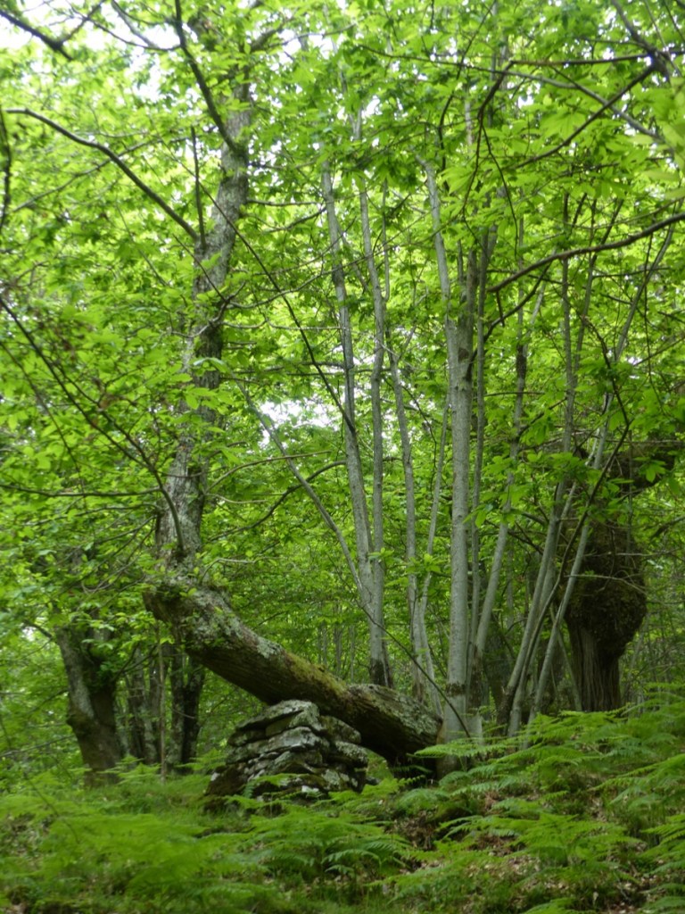 Montefegatesi chestnut forest