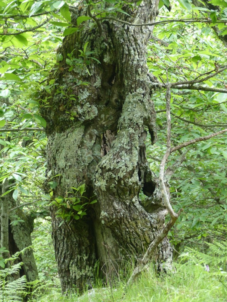 Montefegatesi chestnut forest