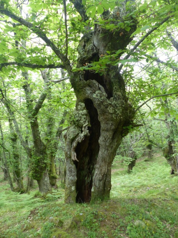 Montefegatesi chestnut forest