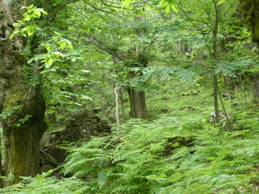 Montefegatesi chestnut forest
