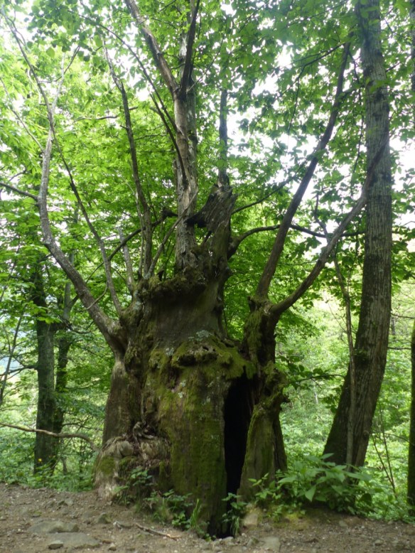 Montefegatesi chestnut forest