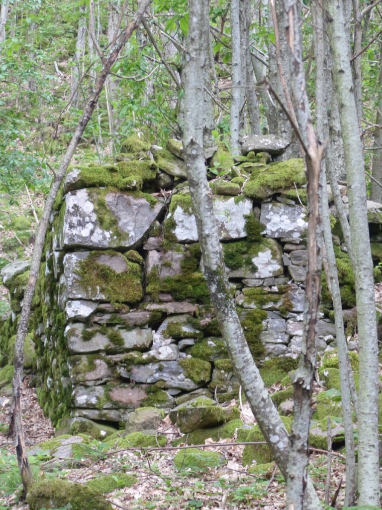 Montefegatesi chestnut forest