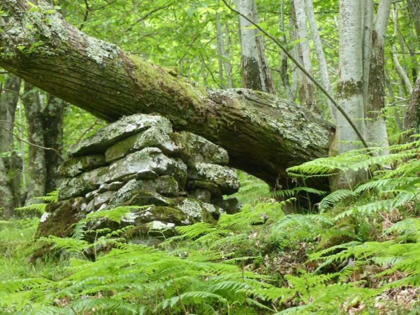 Montefegatesi chestnut forest