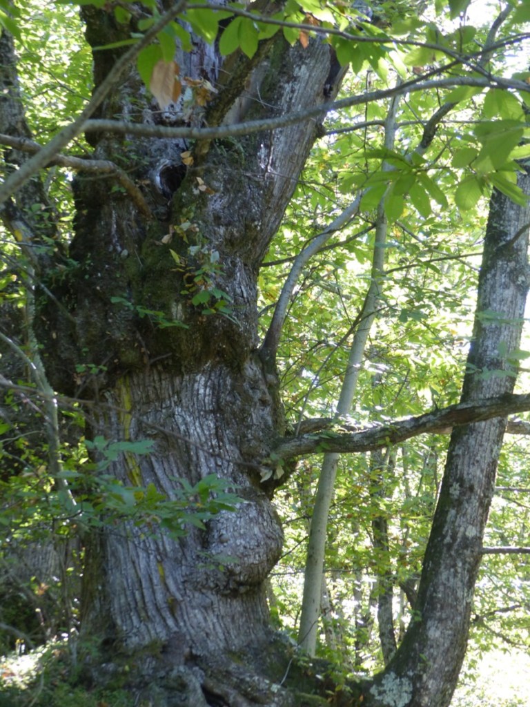 Montefegatesi chestnut forest