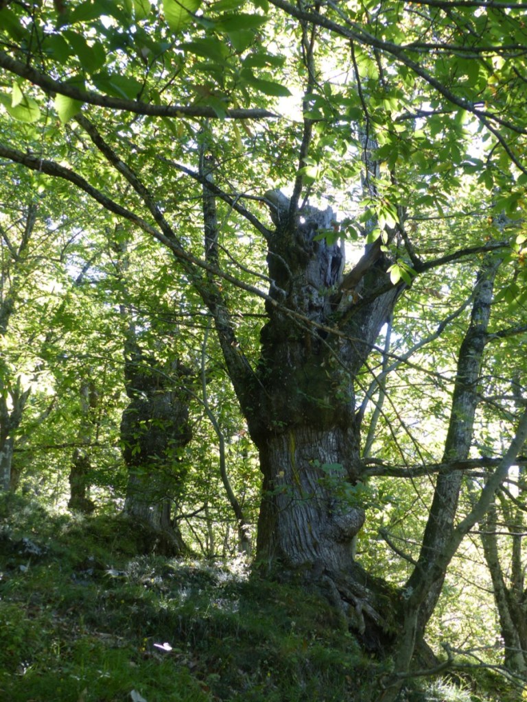 Montefegatesi chestnut forest