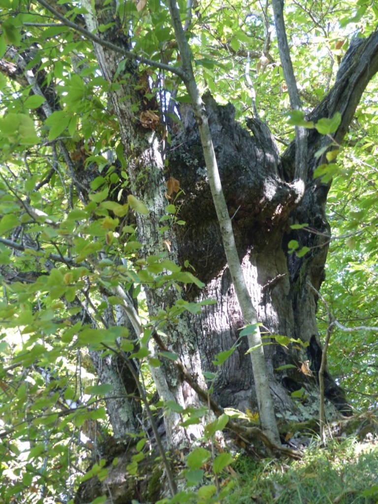 Montefegatesi chestnut forest