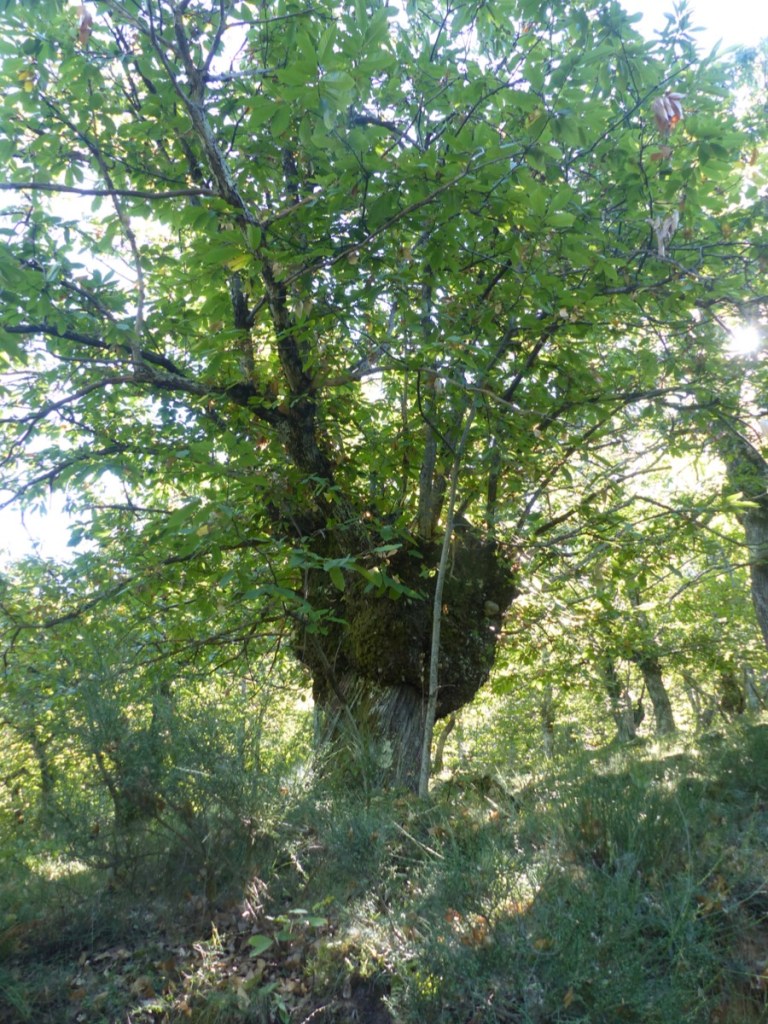 Montefegatesi chestnut forest
