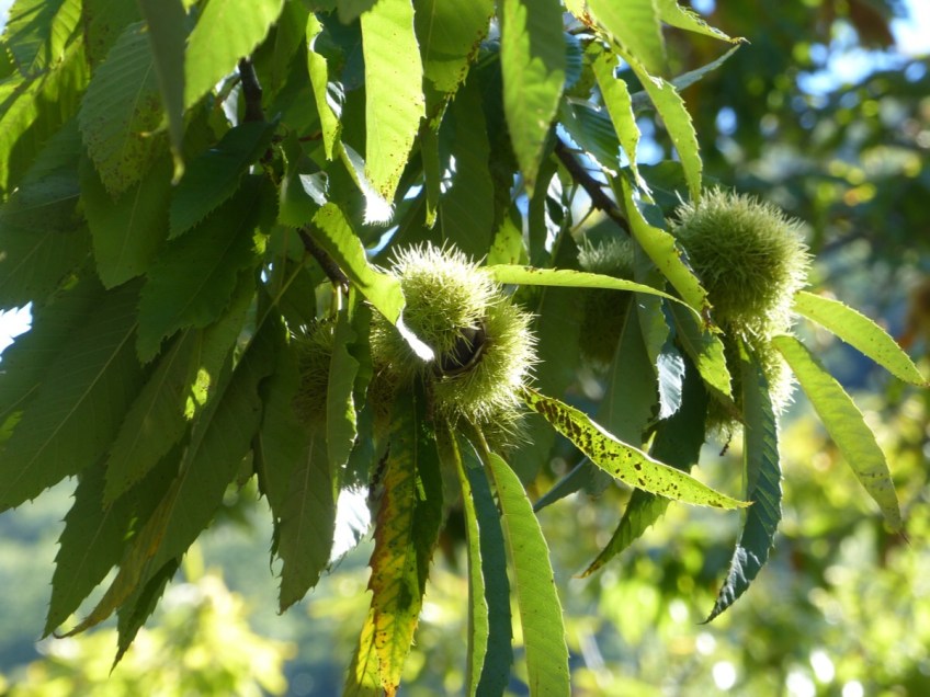 Montefegatesi chestnut forest