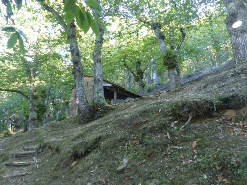 Montefegatesi chestnut forest