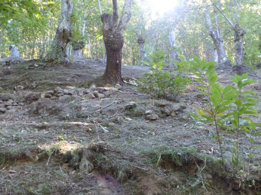 Montefegatesi chestnut forest