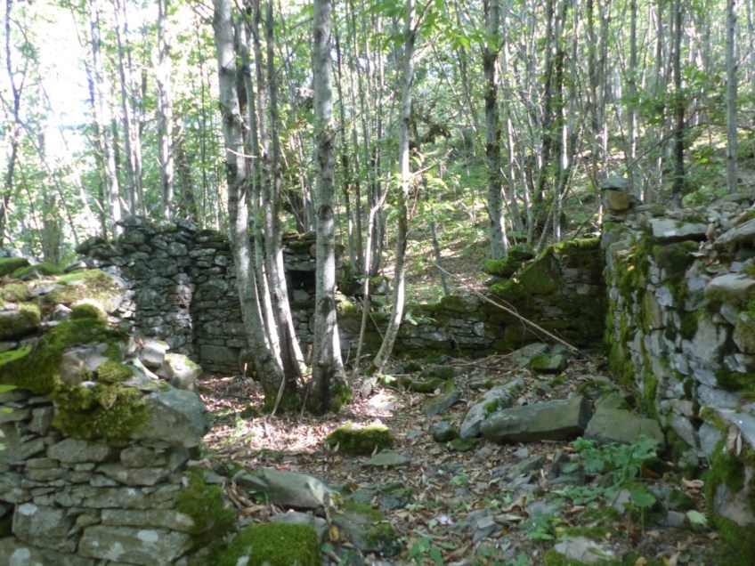 Montefegatesi chestnut forest