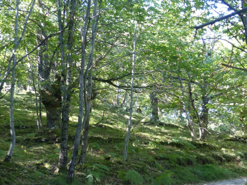 Montefegatesi chestnut forest