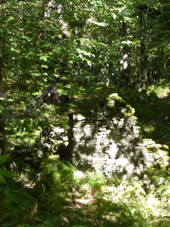 Montefegatesi chestnut forest